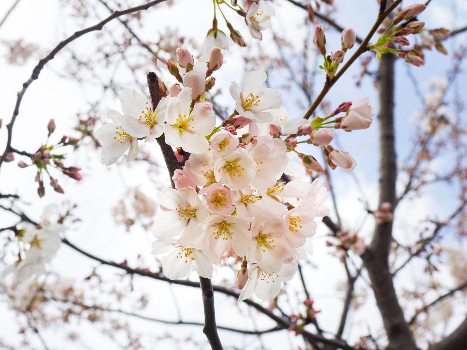 Olympus OM-D E-M10 sample photo. White, blossoms, trees photography
