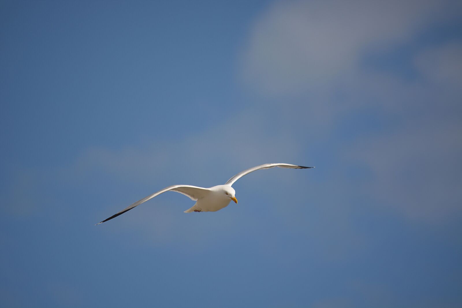 Nikon D5200 sample photo. Bird, seagull, sky photography