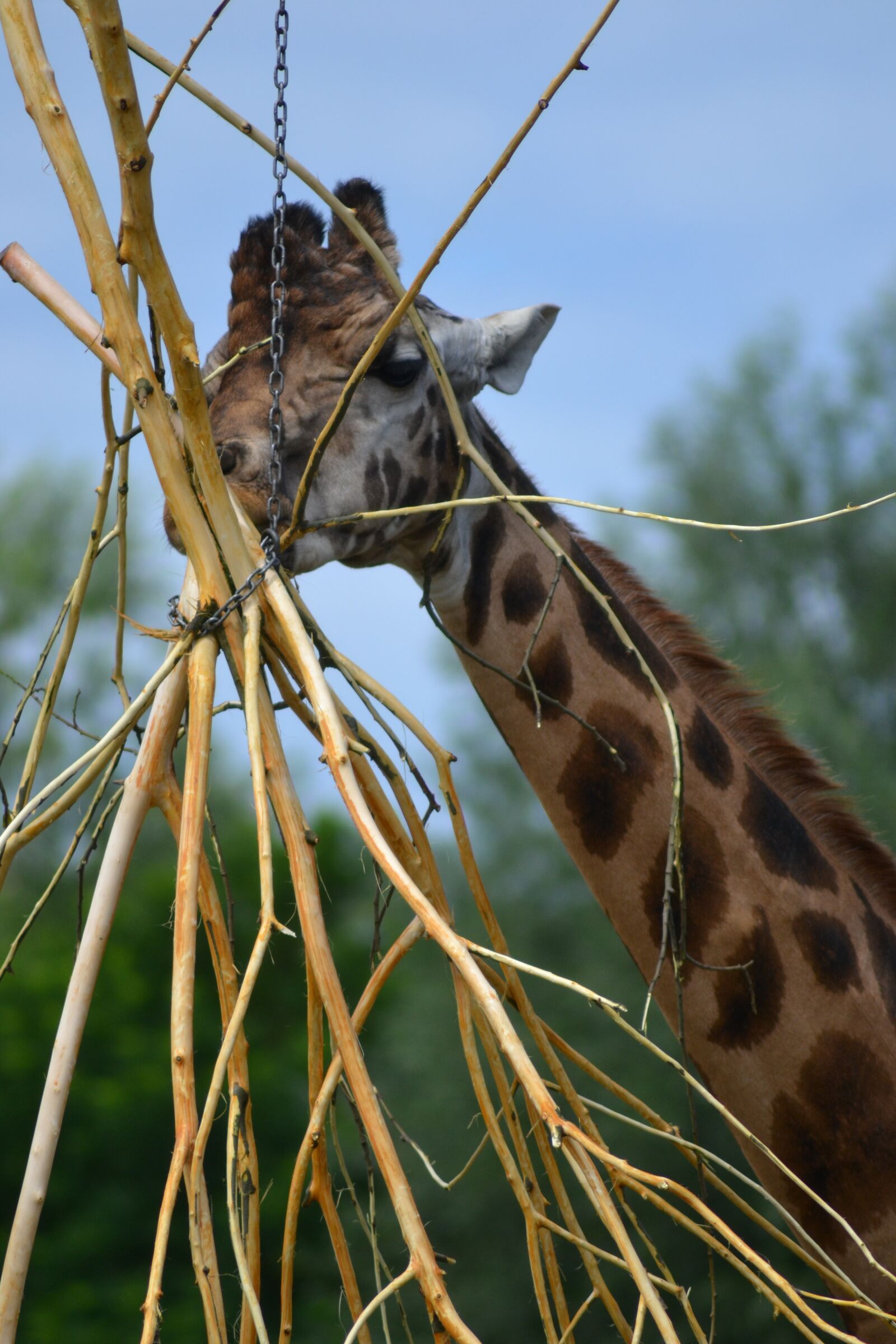Nikon D3100 sample photo. Zoo, africa, giraffe photography