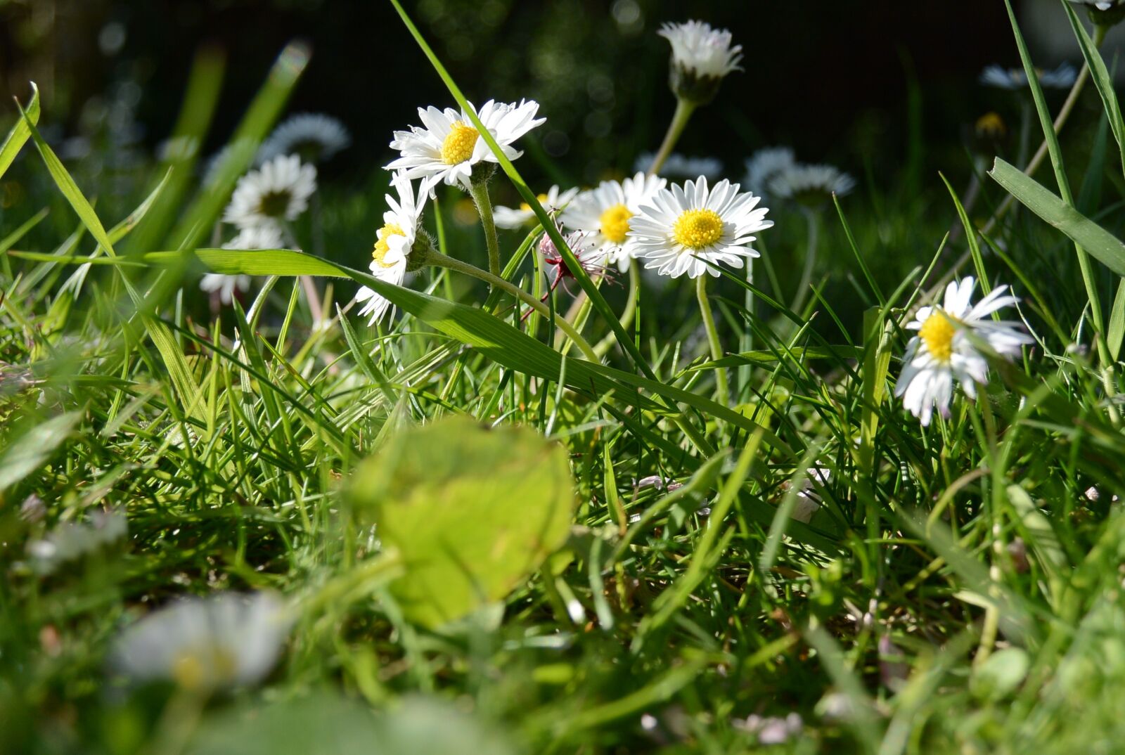 Nikon 1 S1 sample photo. Spring meadow, daisy, flowers photography