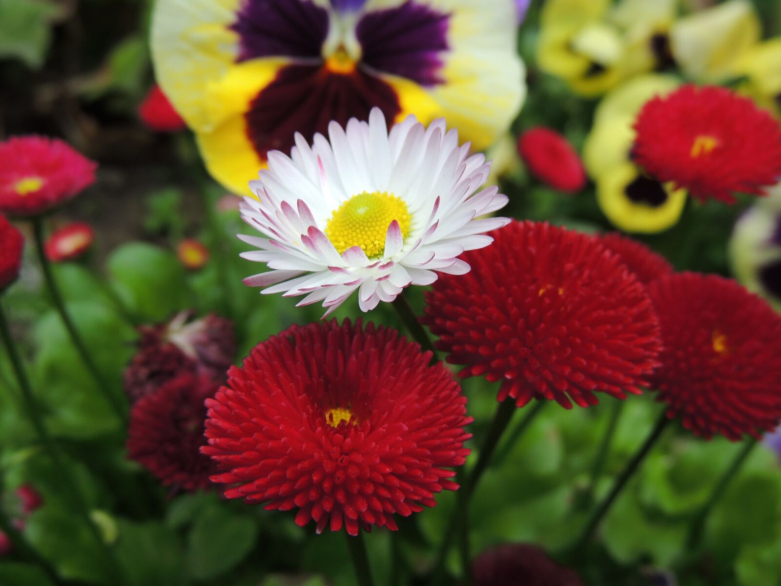 Nikon Coolpix P510 sample photo. Daisies, flowers, nature photography