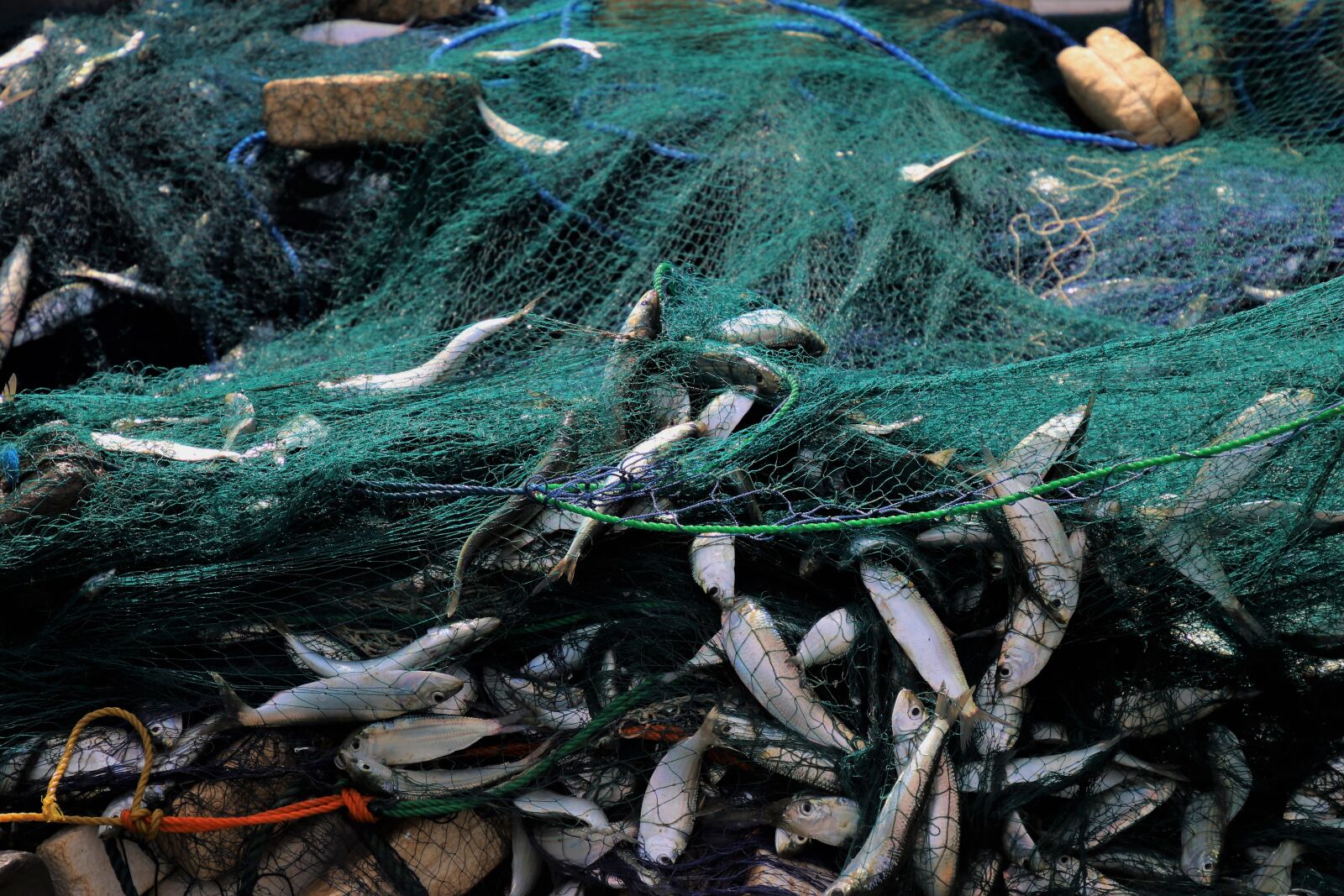 Canon EOS 80D sample photo. Nature, fish, the environment photography