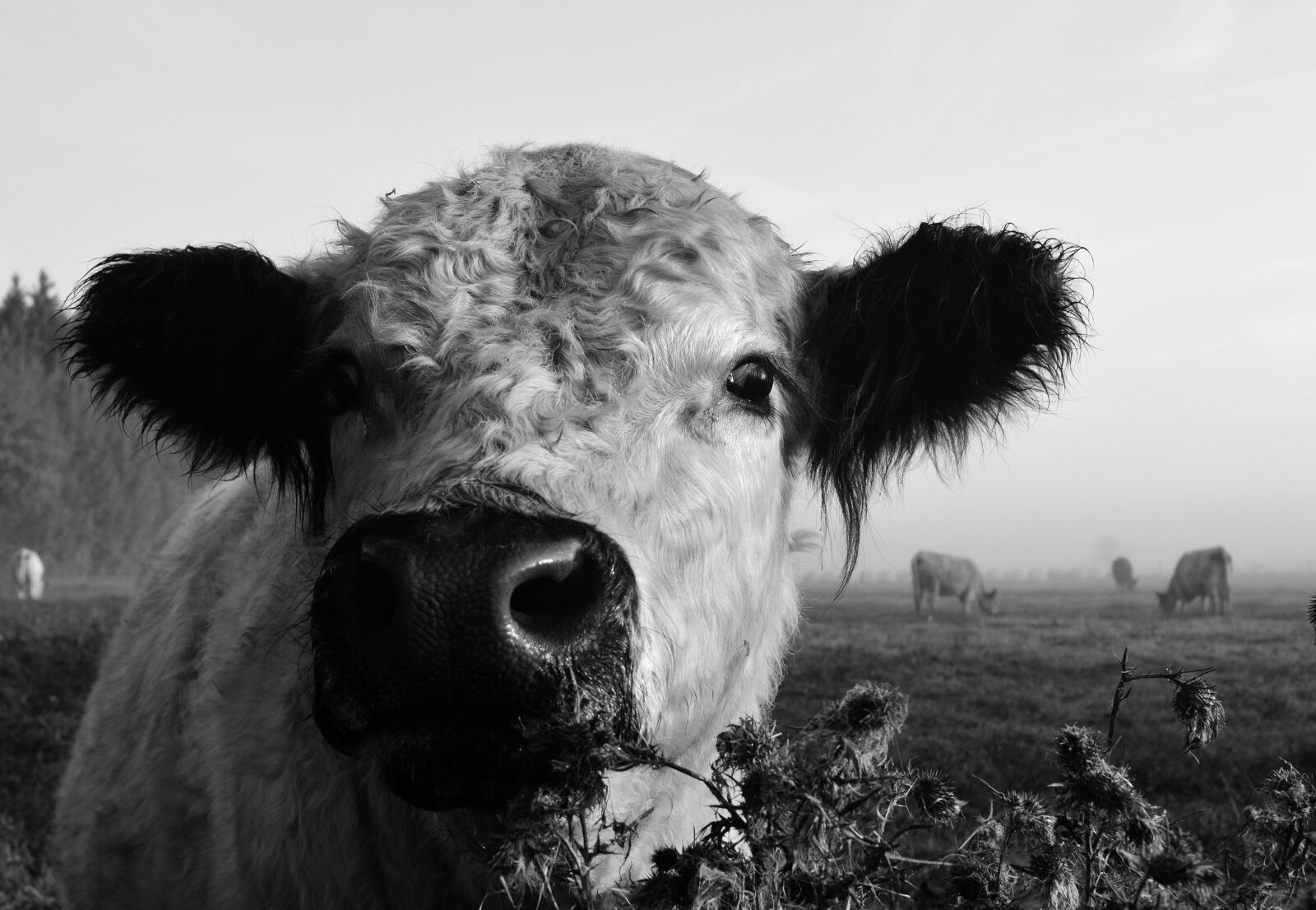 Nikon D3300 sample photo. Cow, cow head, beef photography