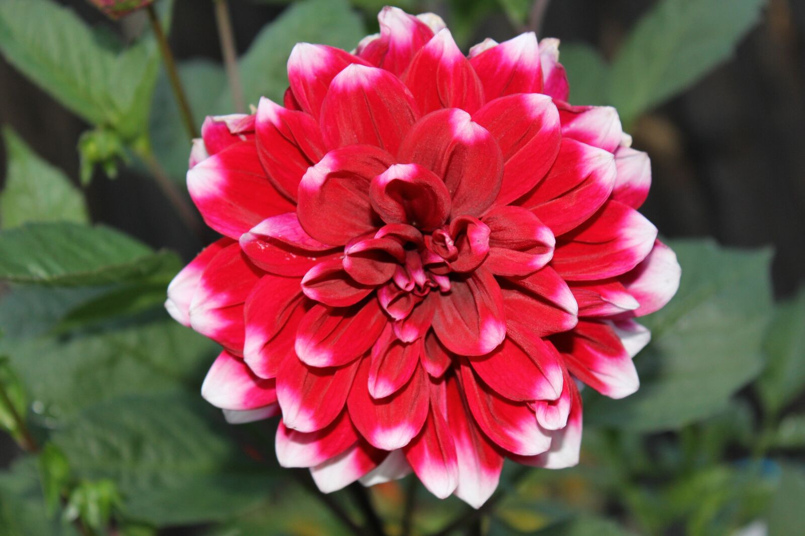 Canon EOS 60D sample photo. Flowers, garden, dahlias photography