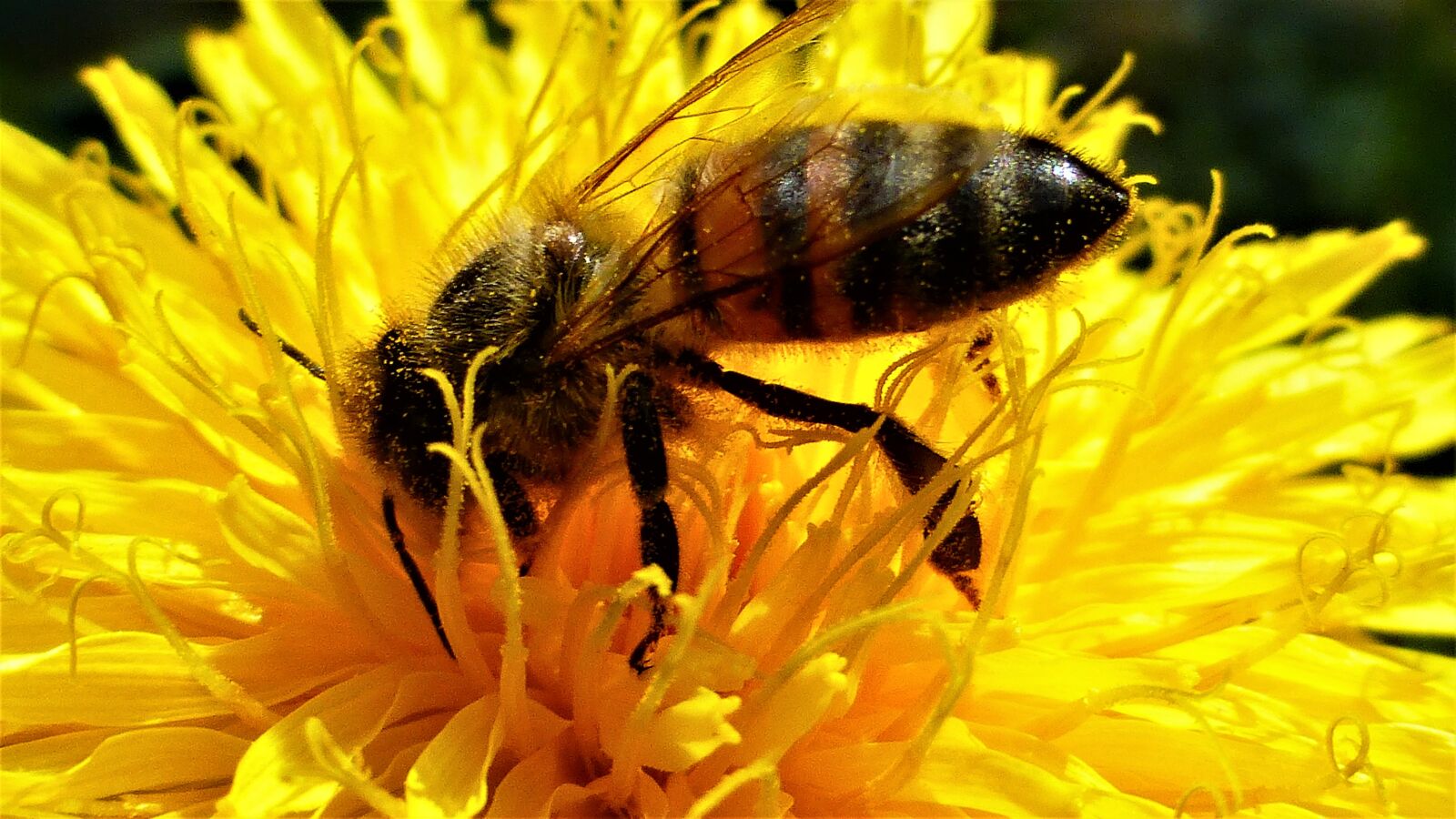 Panasonic Lumix DMC-ZS25 (Lumix DMC-TZ35) sample photo. Insect, nature, bee photography
