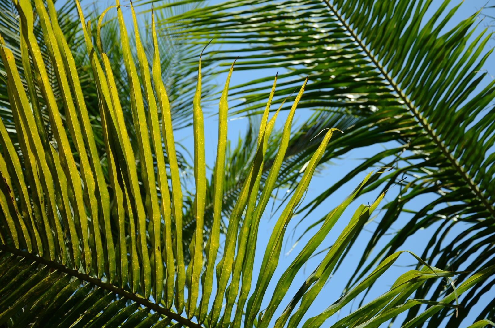 Nikon D7000 sample photo. Coconut, tree, leaves photography