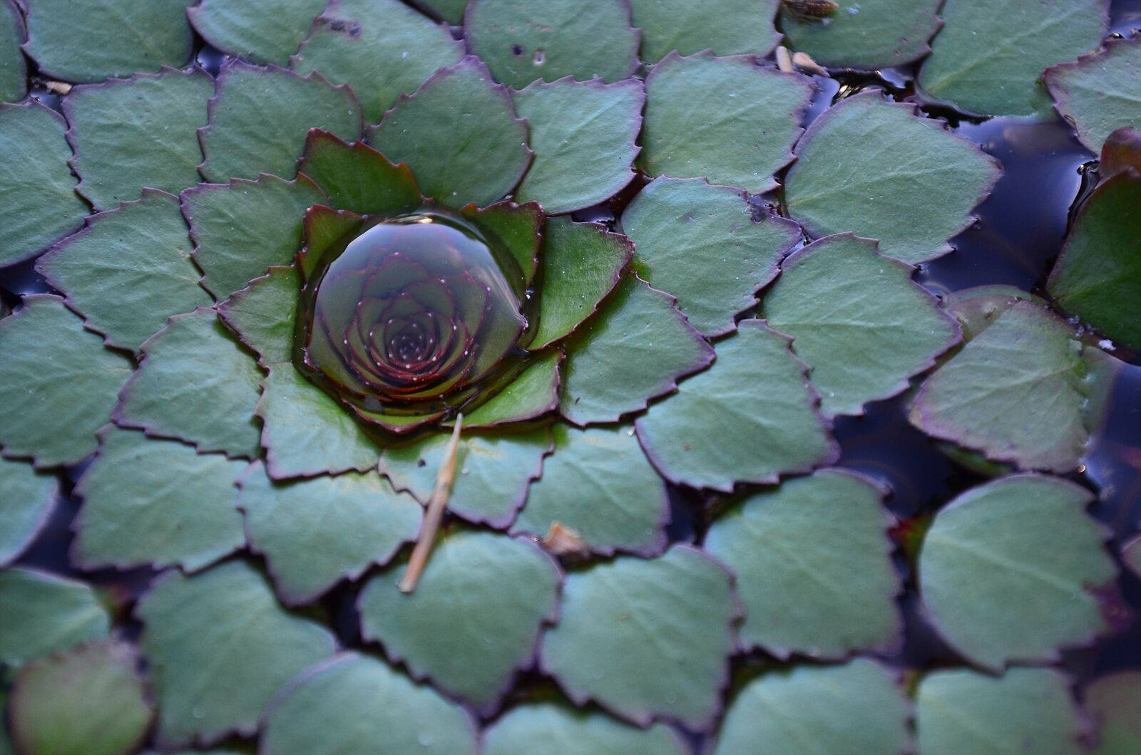 Nikon D5100 sample photo. Plant, water, nature photography