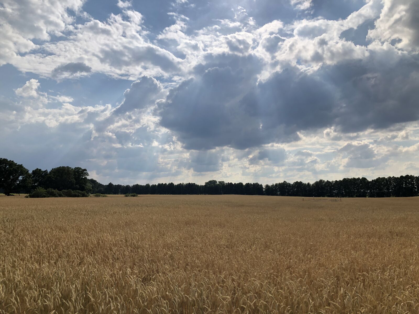 Apple iPhone 8 Plus sample photo. Wheat field, wheat, sky photography