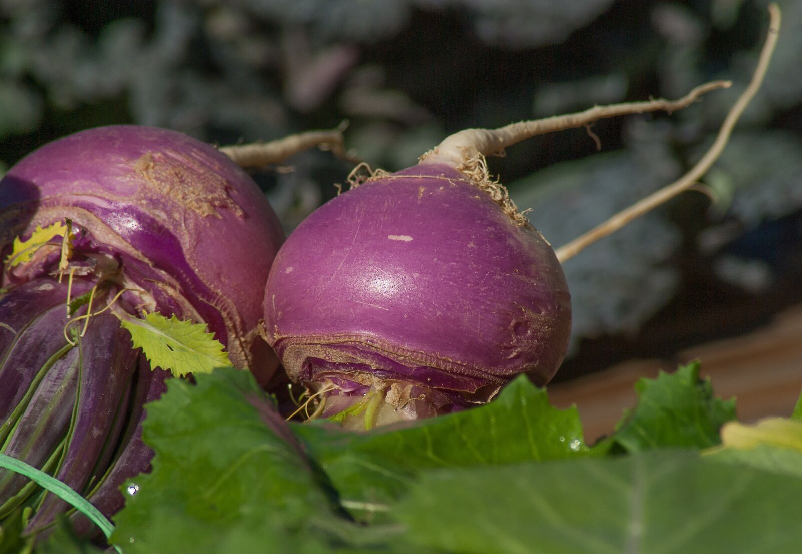 Pentax K10D sample photo. Turnips, vegetables, soup photography