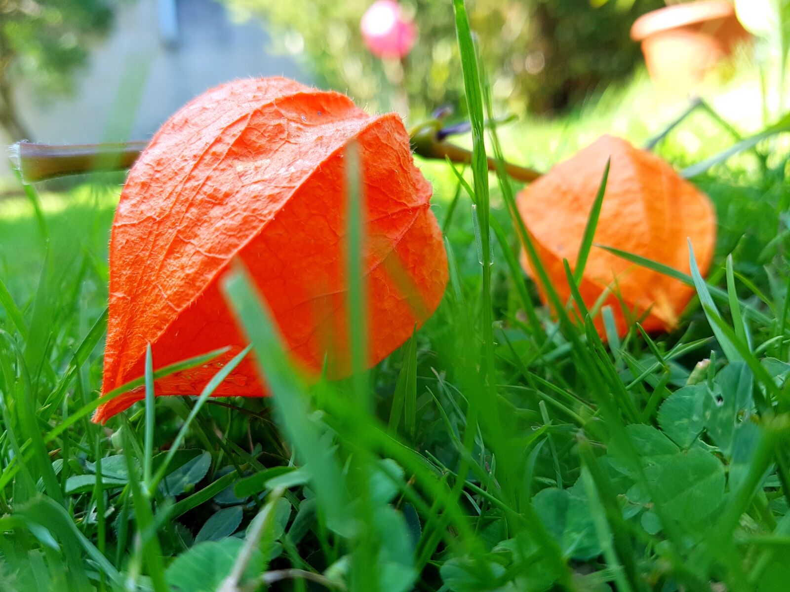 Samsung Galaxy S7 Edge sample photo. Color, red, green photography