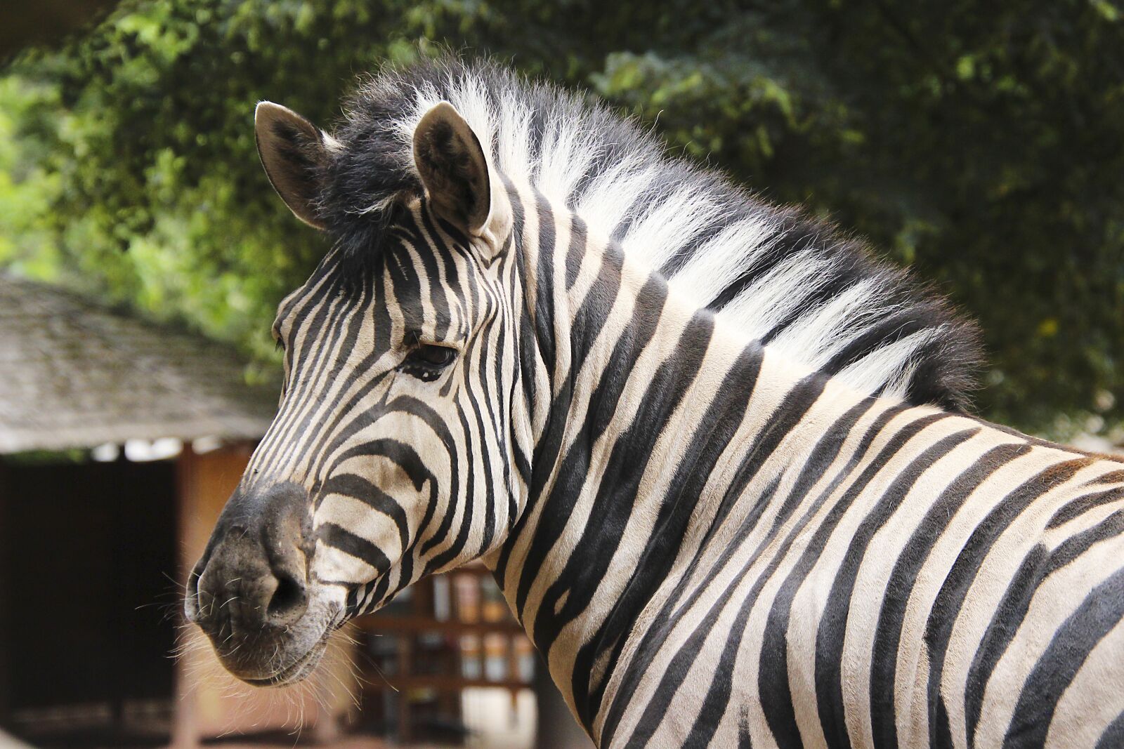 Canon EOS 700D (EOS Rebel T5i / EOS Kiss X7i) sample photo. Zebra, animal, nature photography