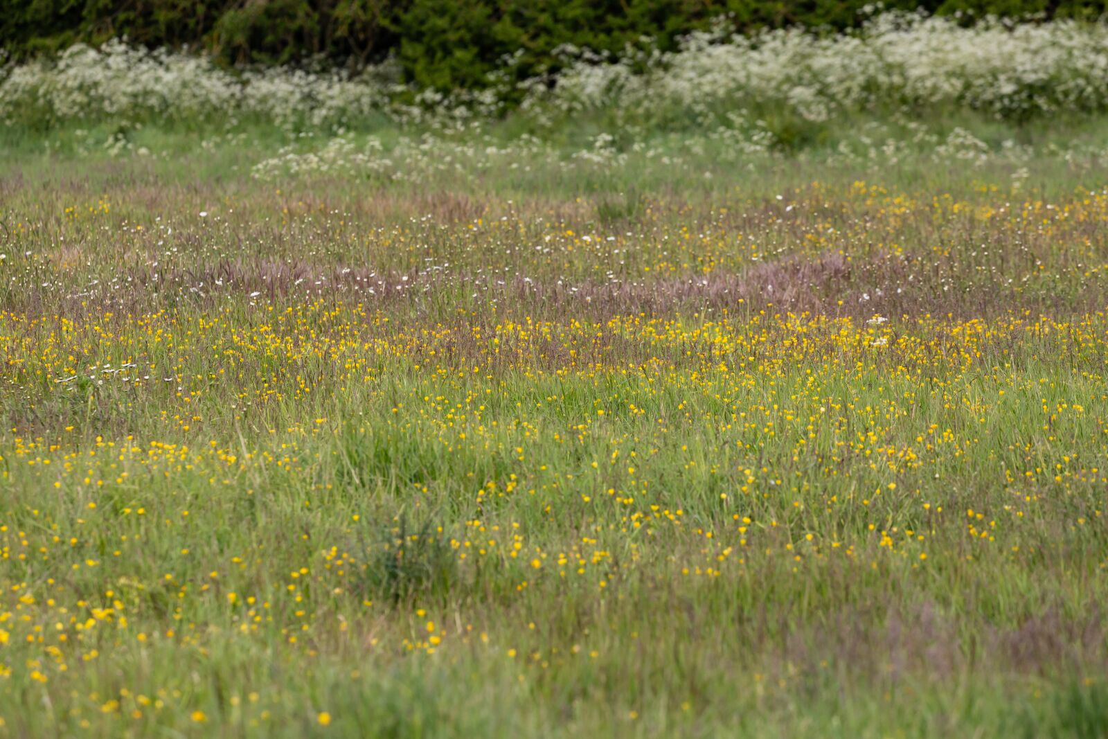 Canon EOS 5D Mark III sample photo. Daisy, wild flower, large photography