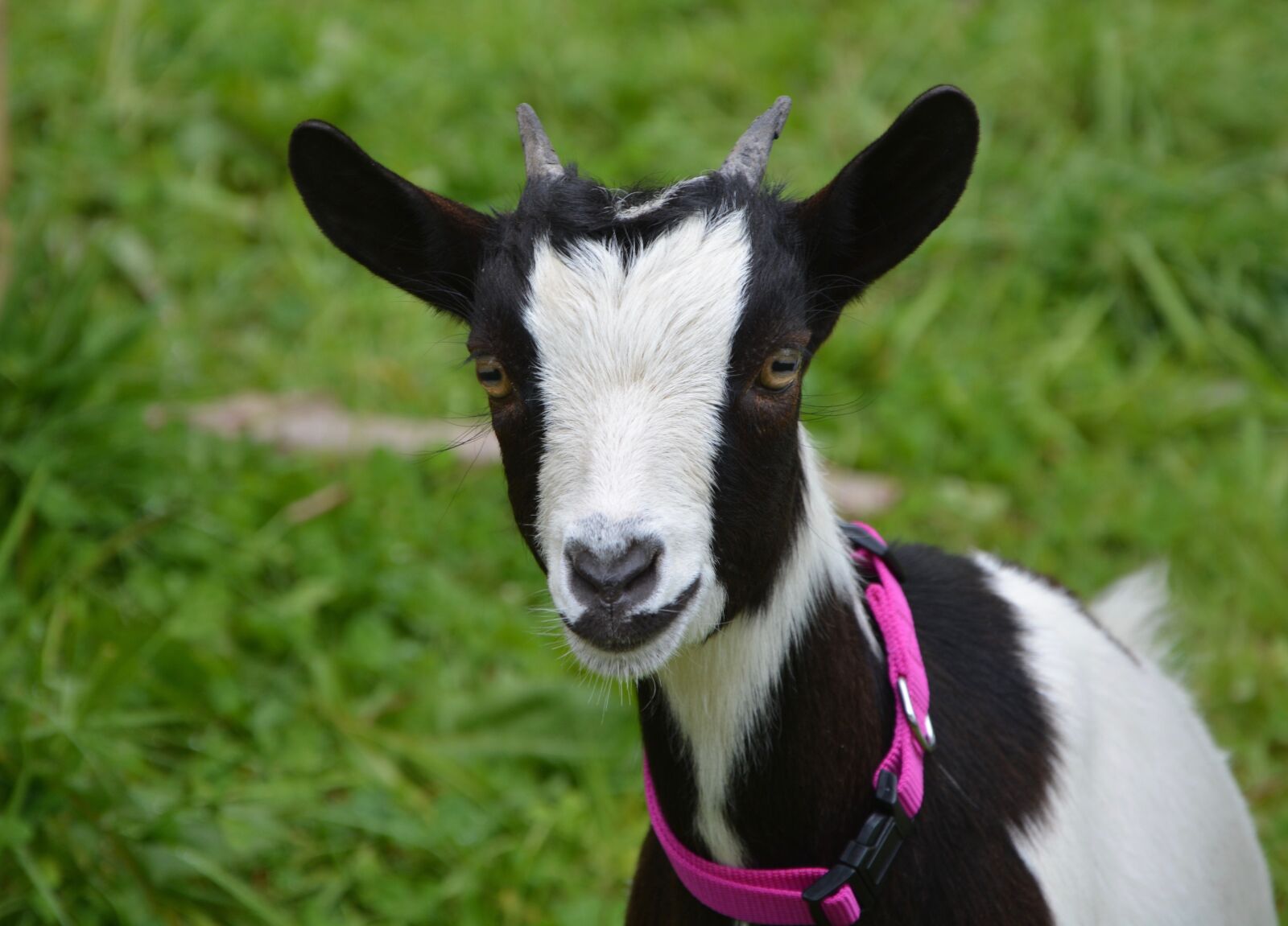 Nikon D5200 sample photo. Goat, black, white photography