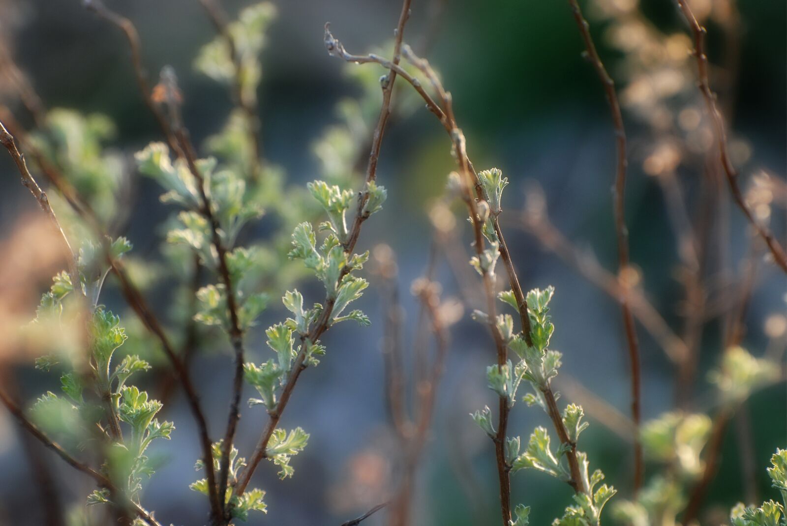 Nikon D80 sample photo. Spring, tree, flowers photography