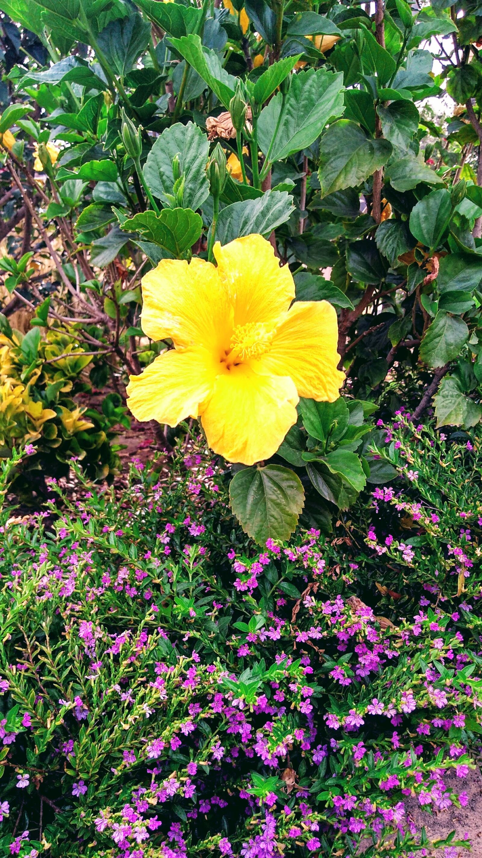 Motorola Moto G Play sample photo. Flower, yellow flower, garden photography