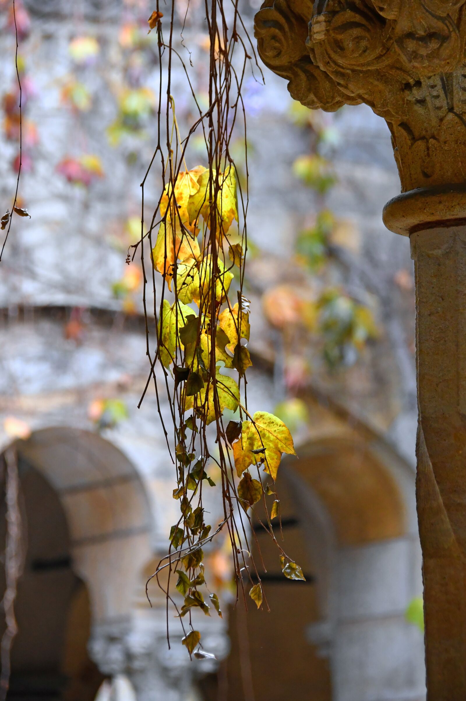 Nikon D3200 sample photo. Autumn leaves, yellow, yellow photography