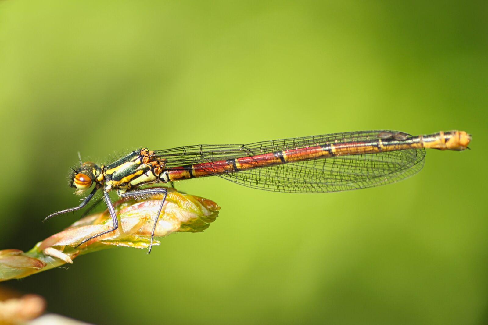 Tamron SP 90mm F2.8 Di VC USD 1:1 Macro sample photo. Early adonis dragonfly, dragonfly photography