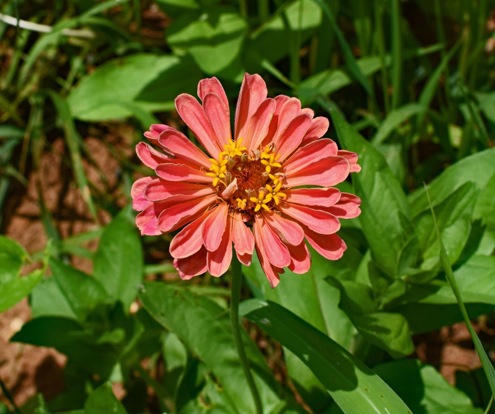 Nikon D3300 sample photo. Coral zinnia, flower, blossom photography