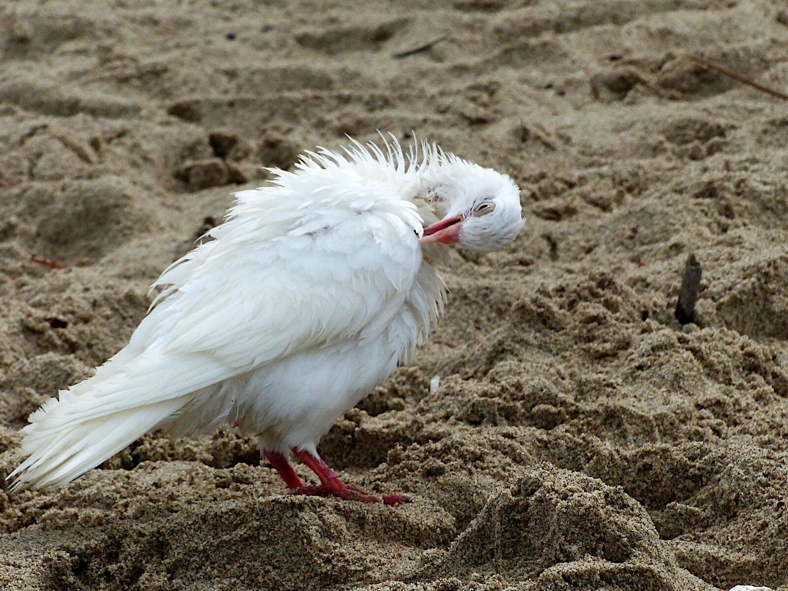 Panasonic Lumix DMC-FZ200 sample photo. Bird, seagull, wings photography