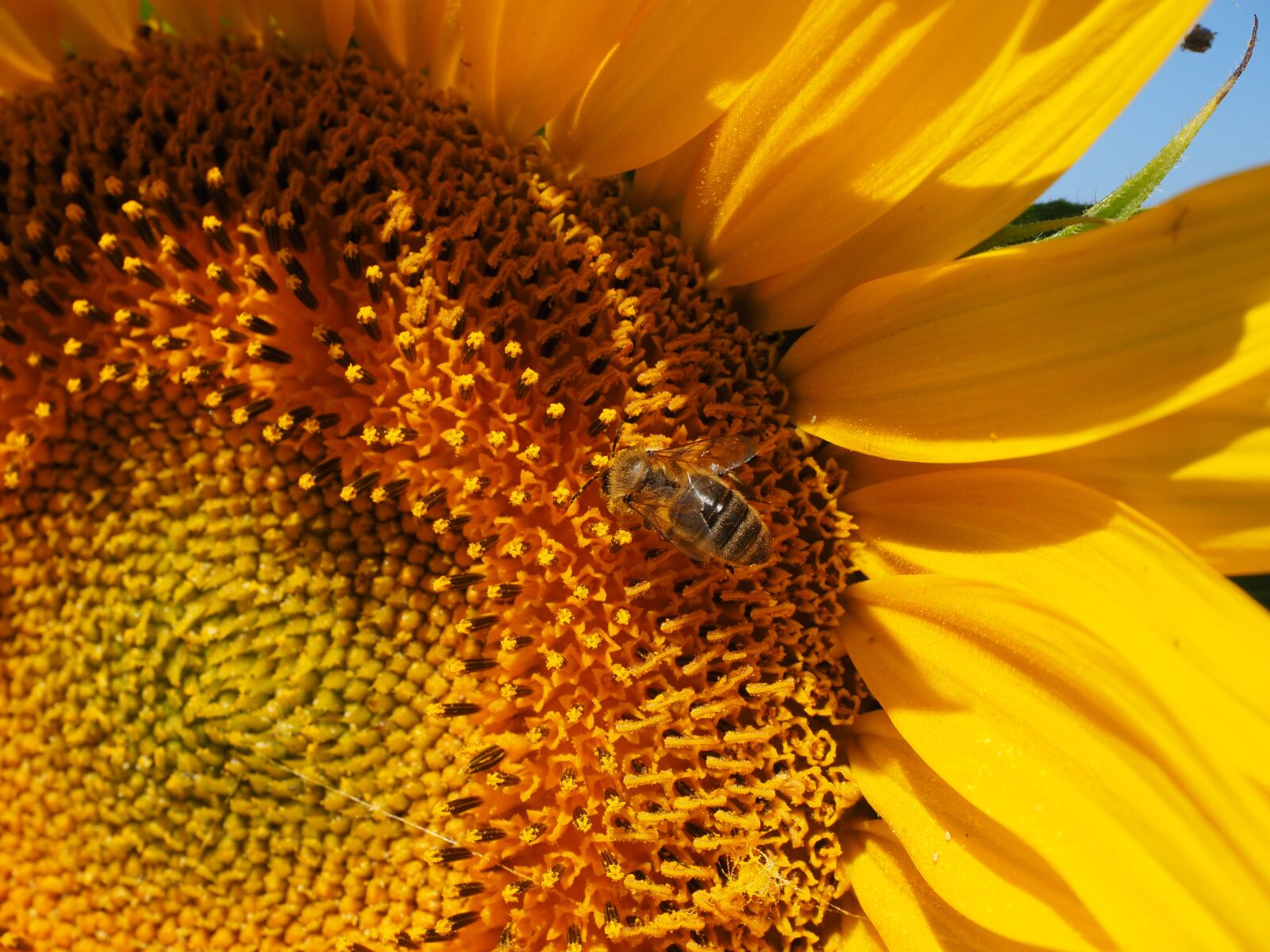 Olympus OM-D E-M1 + Olympus M.Zuiko Digital ED 12-40mm F2.8 Pro sample photo. Bee, pollen, collect photography