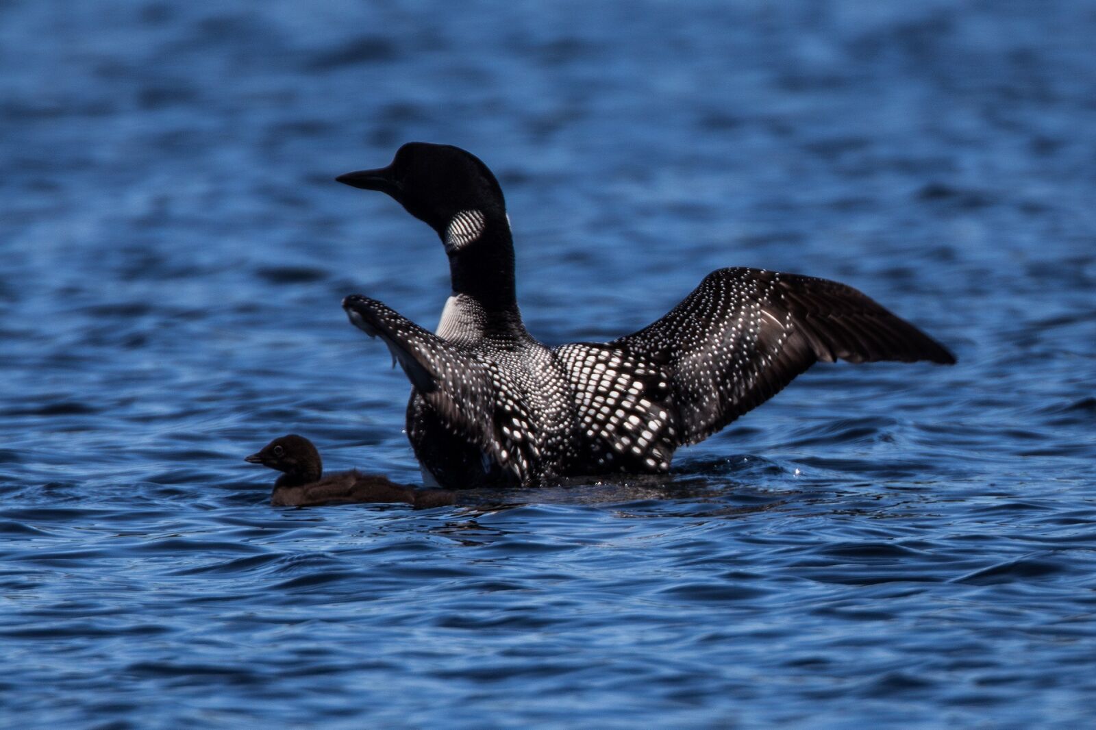 Canon EF 800mm F5.6L IS USM sample photo. Common loons, female, baby photography