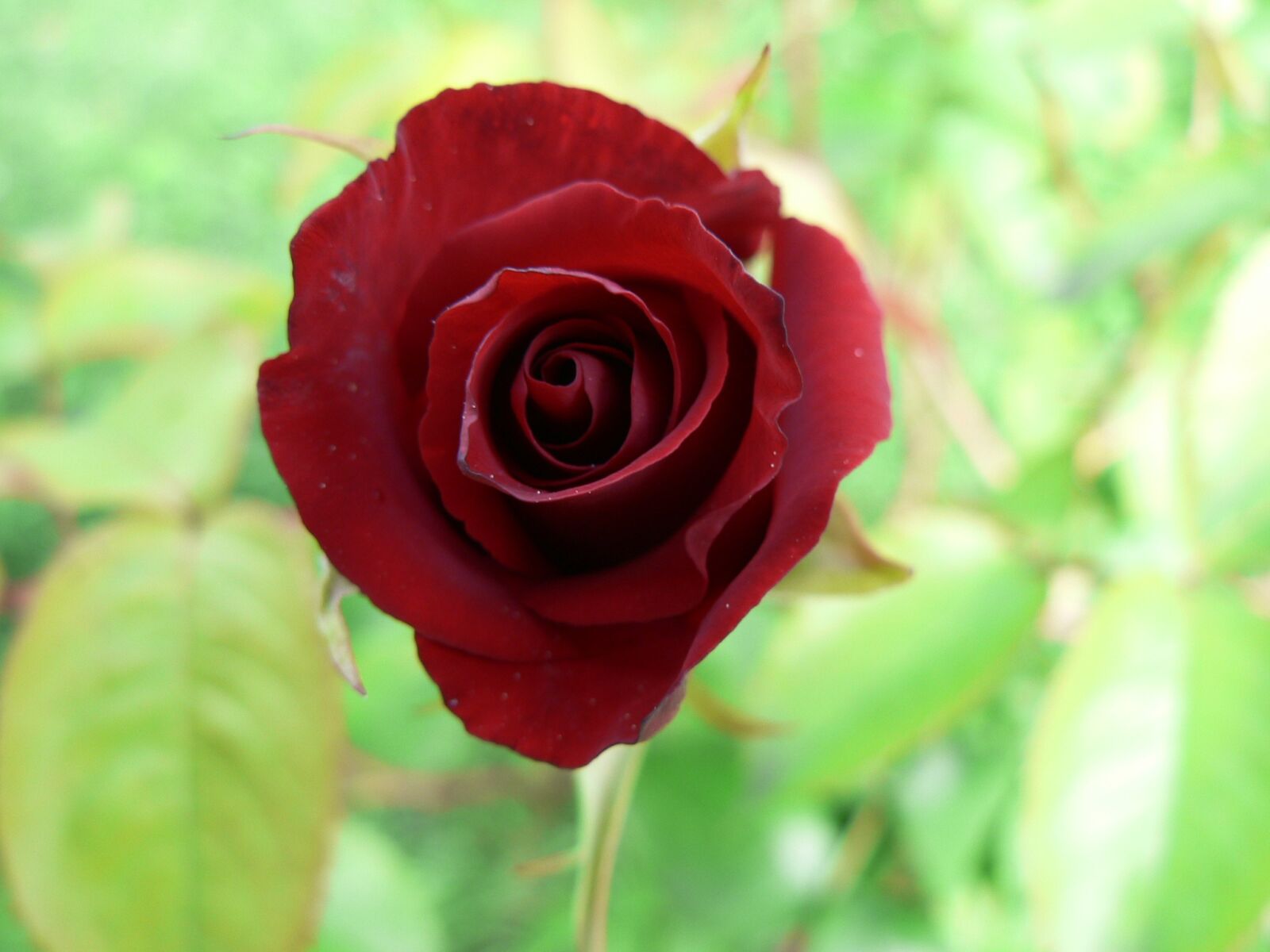 Panasonic DMC-FZ5 sample photo. Rose, red, garden photography