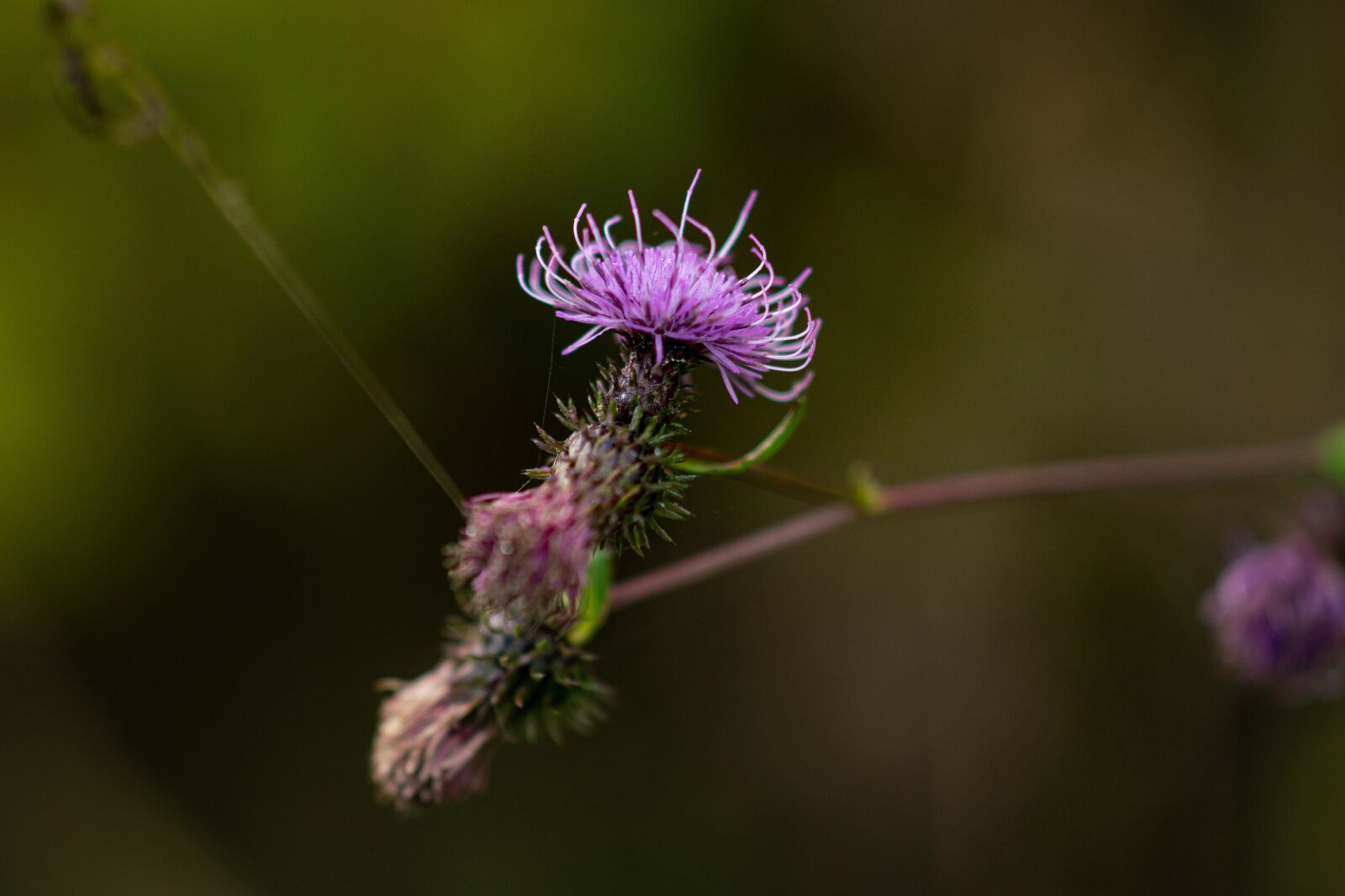 Sony Sonnar T* 135mm F1.8 ZA sample photo. Wild flower, plant, pink photography