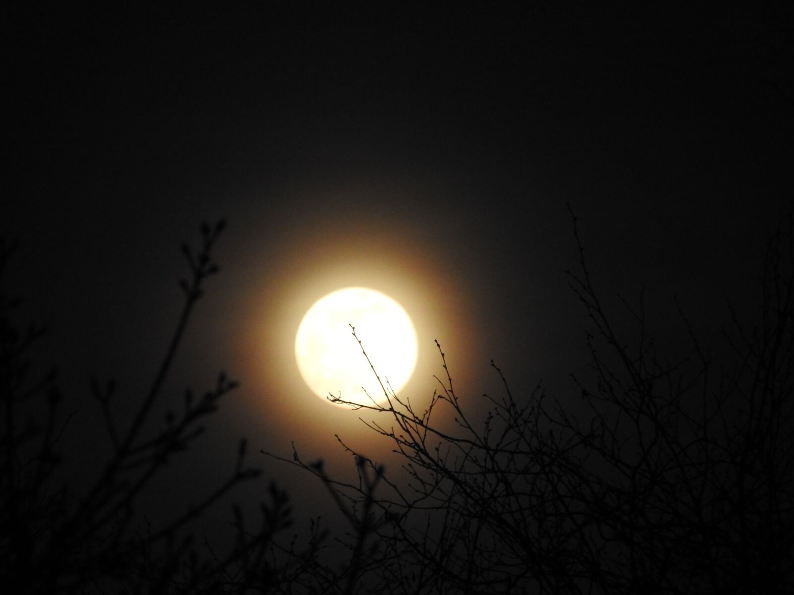Nikon Coolpix P610 sample photo. Nature, night, moon photography