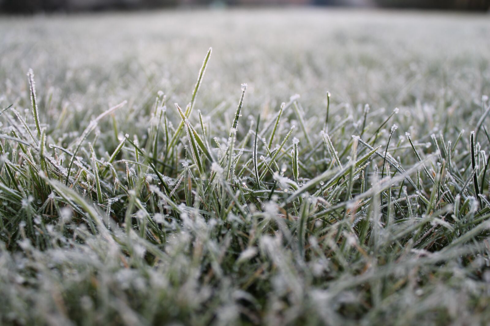 Canon EOS 1100D (EOS Rebel T3 / EOS Kiss X50) sample photo. Frost, grass, winter photography