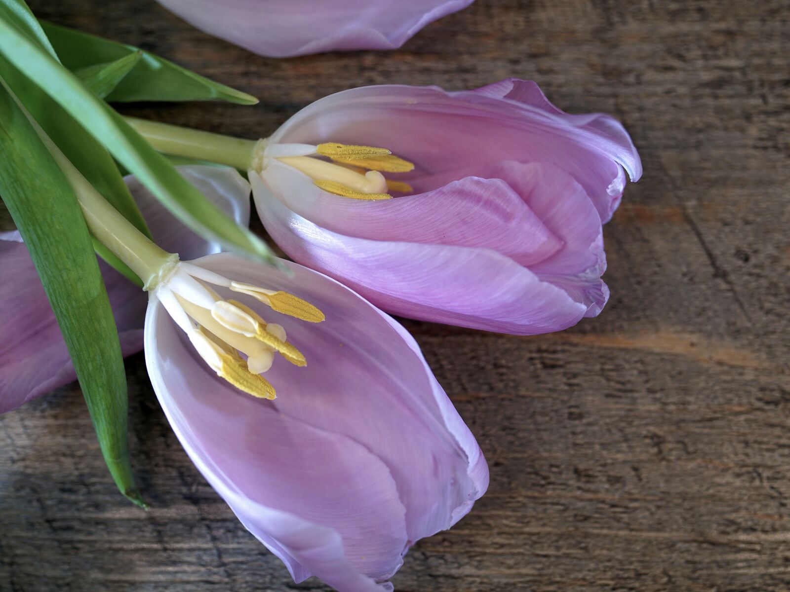Sony ILCA-77M2 sample photo. Flower, tulip, pistil photography