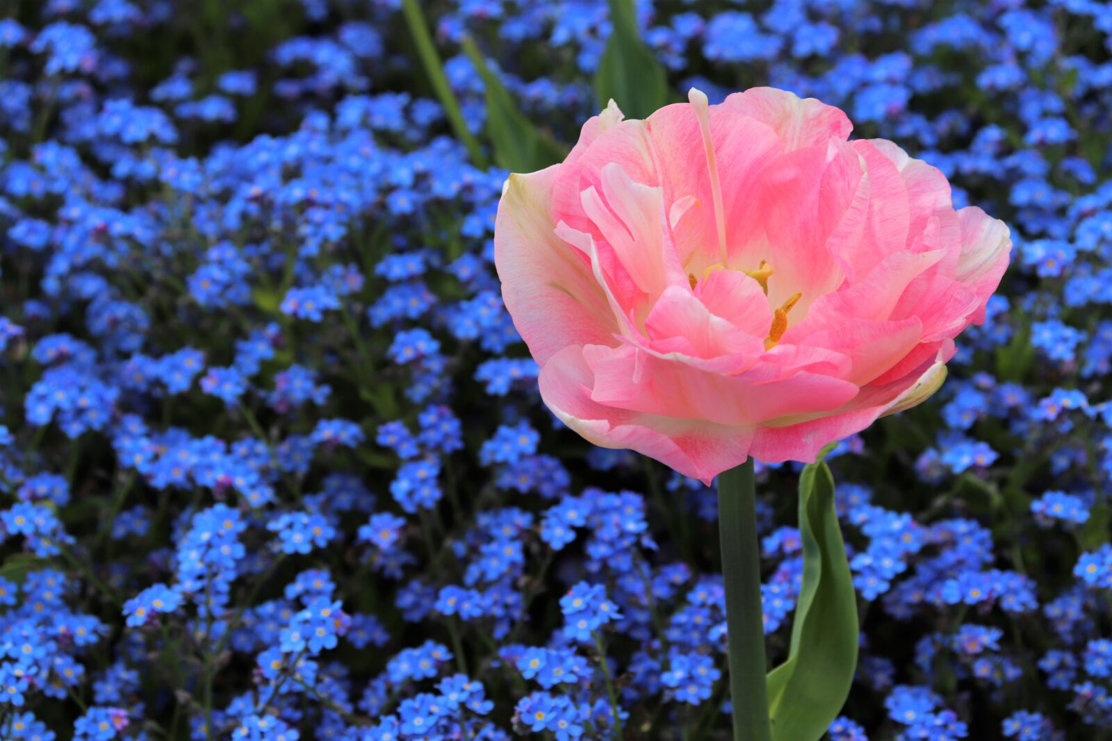 Canon EOS 200D (EOS Rebel SL2 / EOS Kiss X9) sample photo. Spring, pink tulip, blue photography
