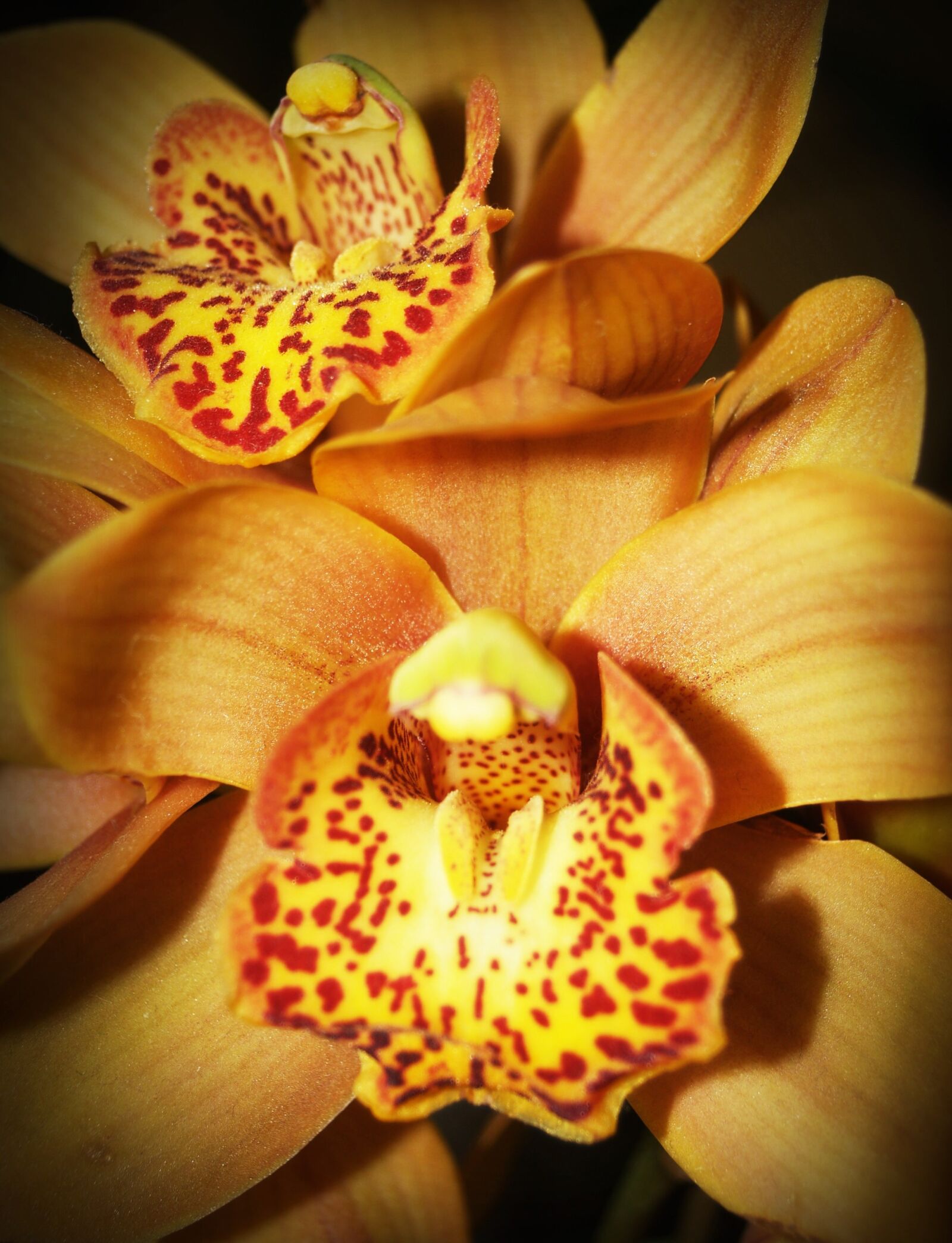 Olympus E-300 (EVOLT E-300) sample photo. Flower, orchid, tropical photography