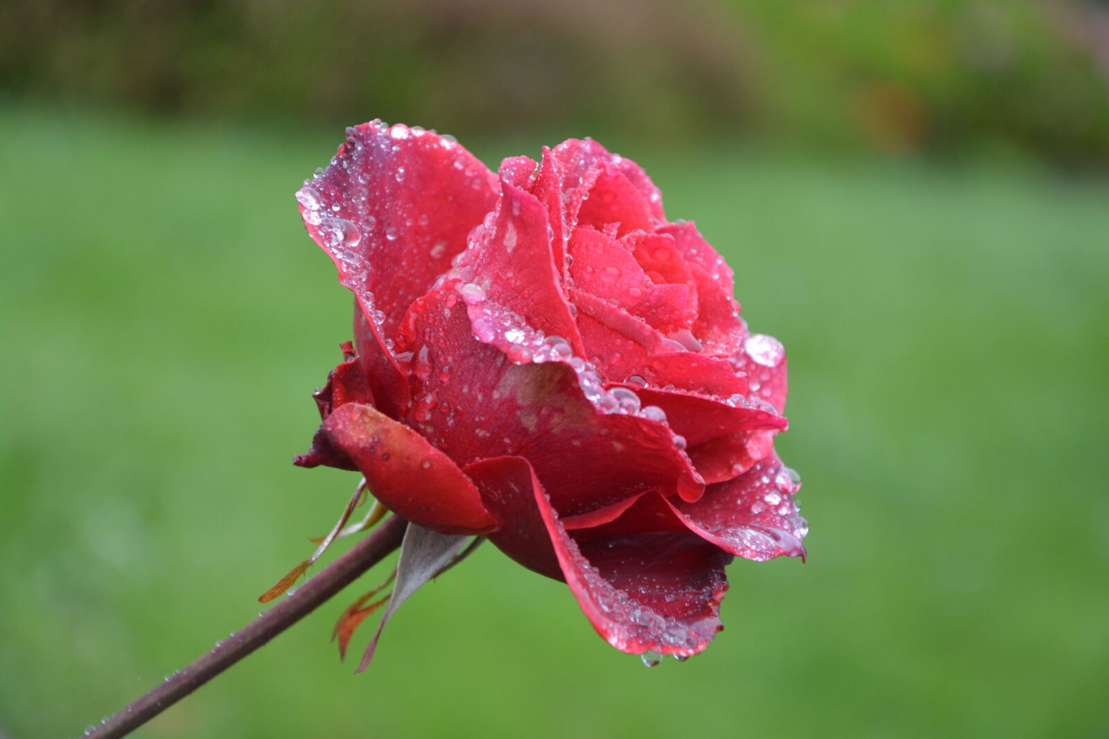Nikon D5200 sample photo. Flower, red rose, droplets photography