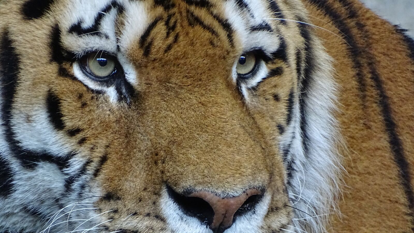 Sony Cyber-shot DSC-HX400V sample photo. Animals, tiger, big cat photography