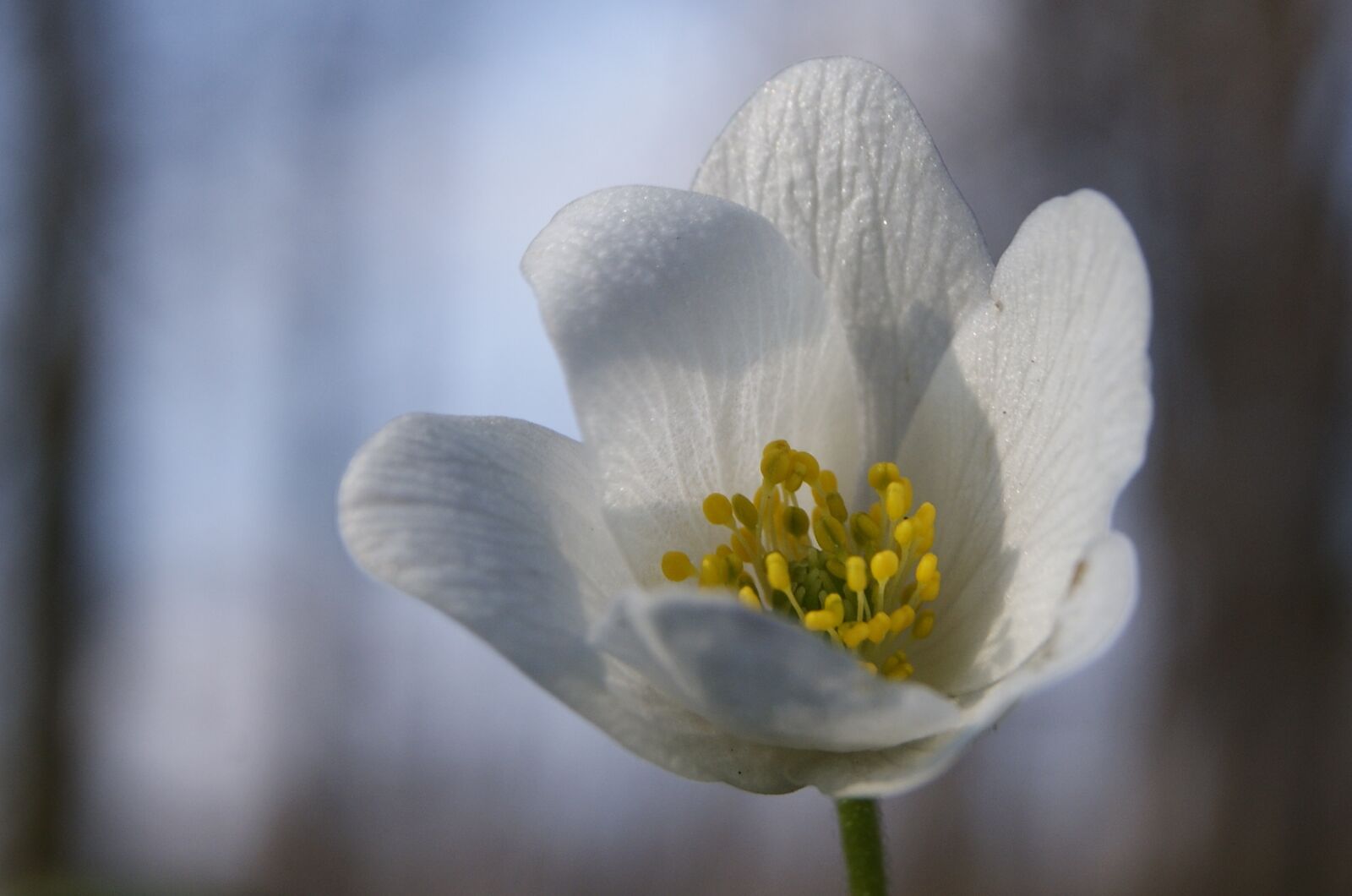 Sony Alpha DSLR-A390 sample photo. Macro, flower, closeup photography