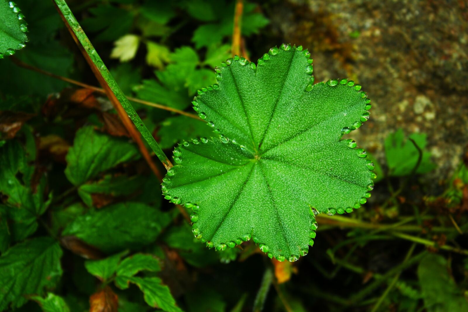 Canon EOS 350D (EOS Digital Rebel XT / EOS Kiss Digital N) sample photo. Letter, a cloverleaf, background photography