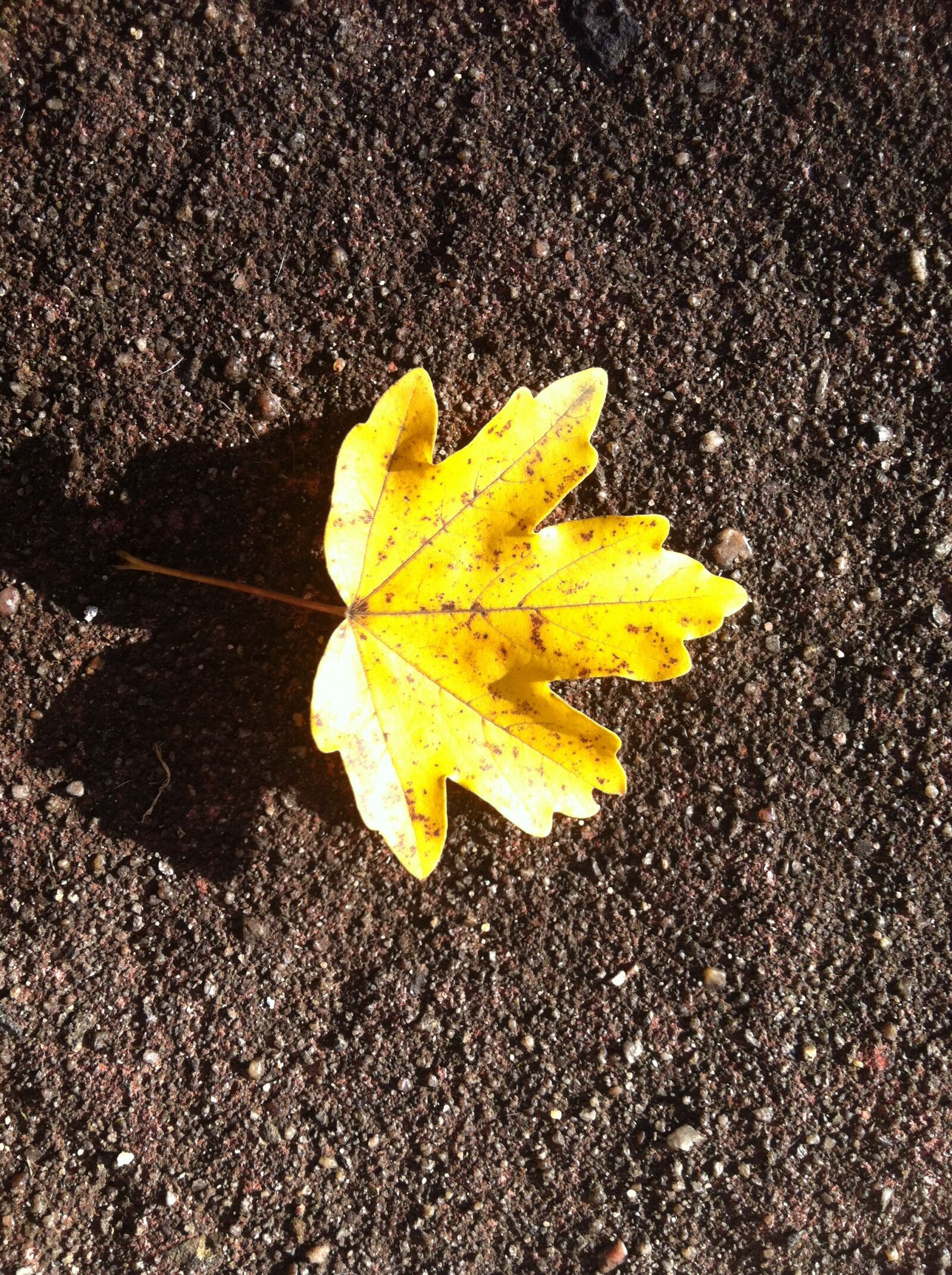 iPhone 4 back camera 3.85mm f/2.8 sample photo. Autumn leaf, yellow, symmetrical photography