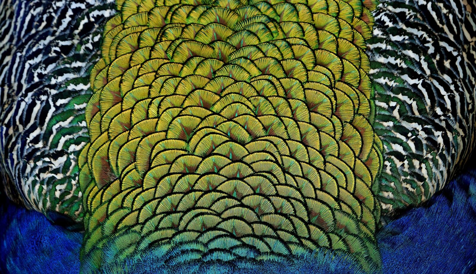Panasonic Lumix DMC-FZ200 sample photo. Peacock, feathers, close up photography
