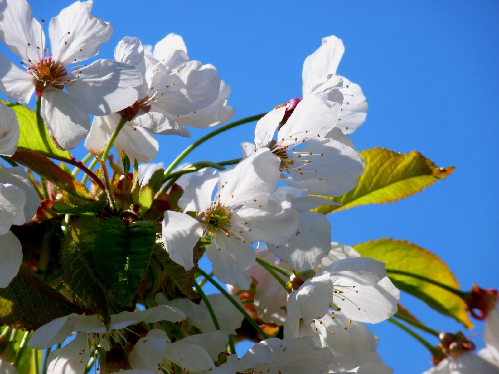 Panasonic Lumix DMC-FZ28 sample photo. Blossom, bloom, tree photography
