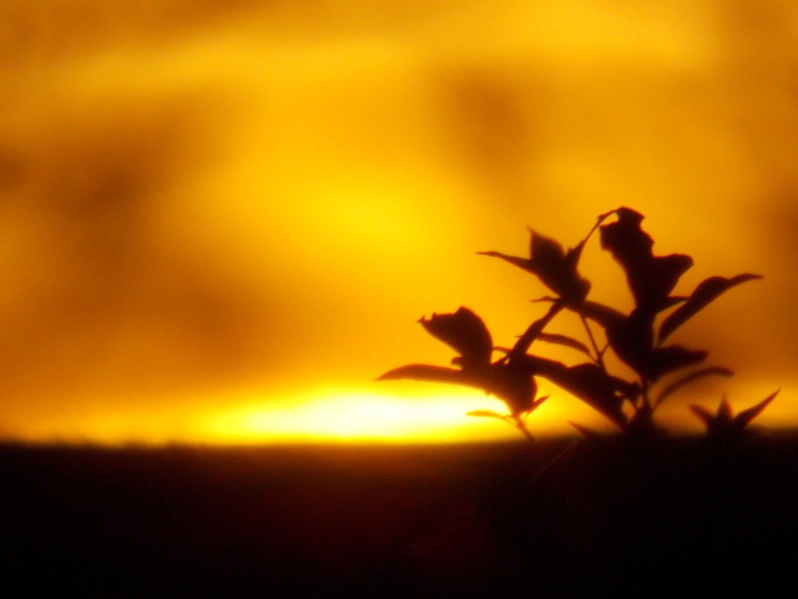Nikon Coolpix L810 sample photo. Summer, sunset, nature photography