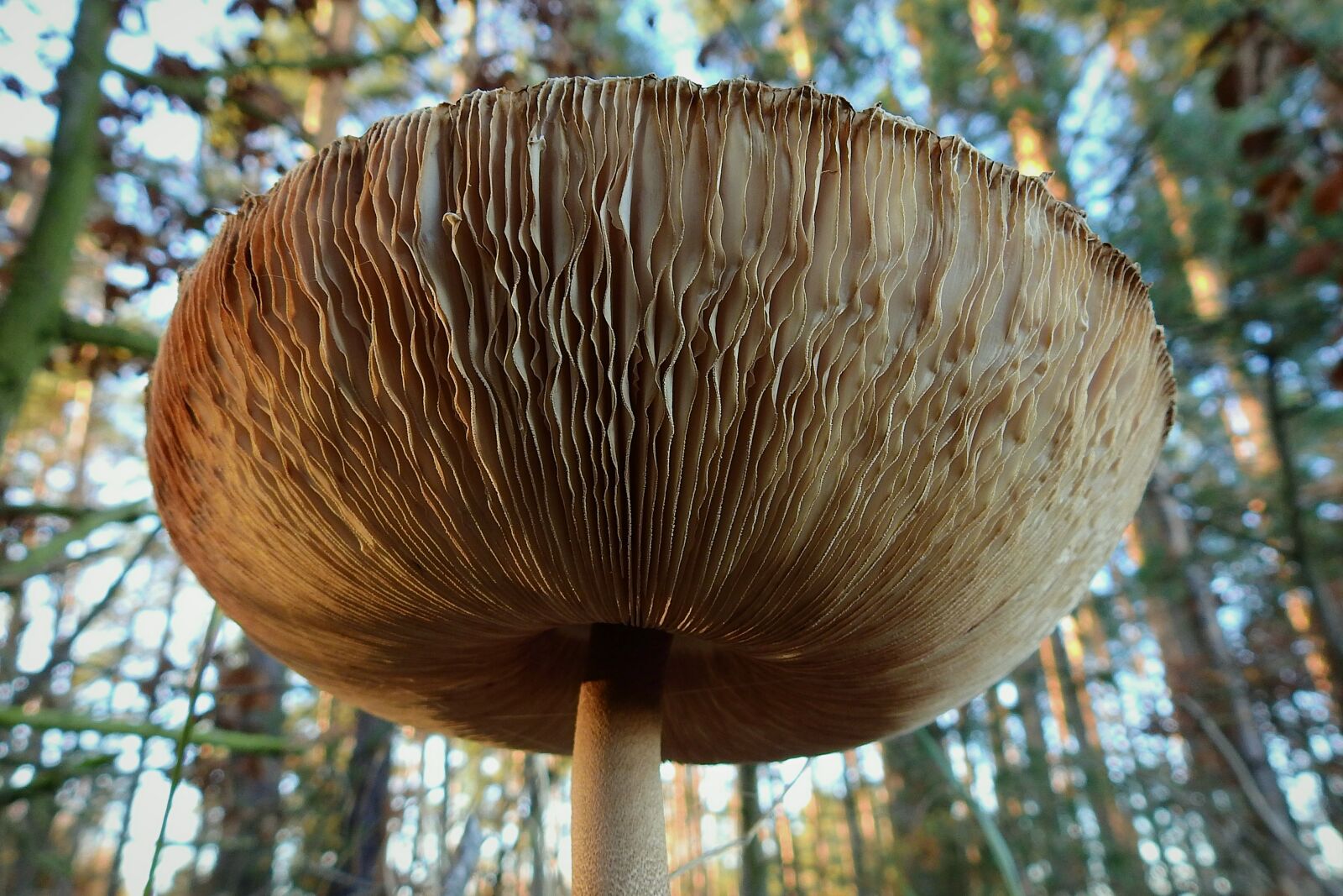 Nikon Coolpix P900 sample photo. Mushroom, kite, tasty photography