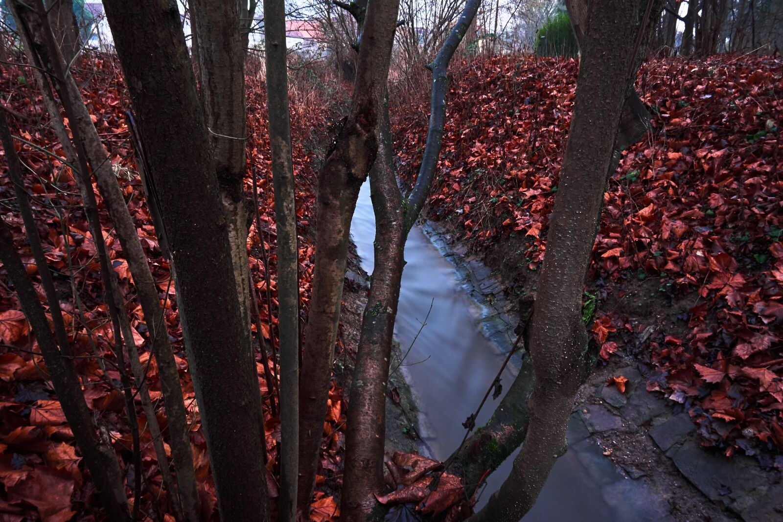 Sony a6000 sample photo. Tree, wood, leaf photography