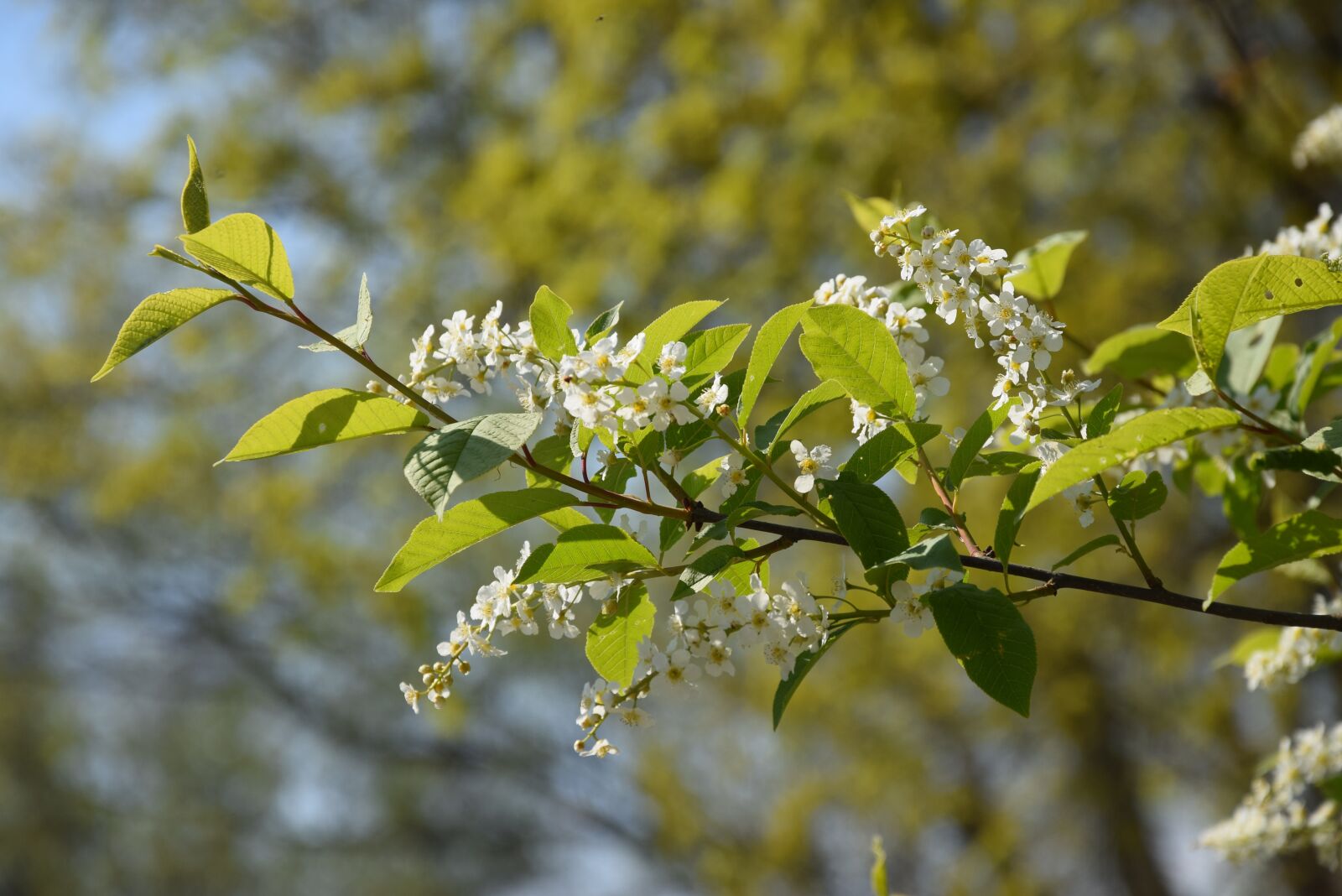Nikon D5300 sample photo. Flower, nature, spring photography