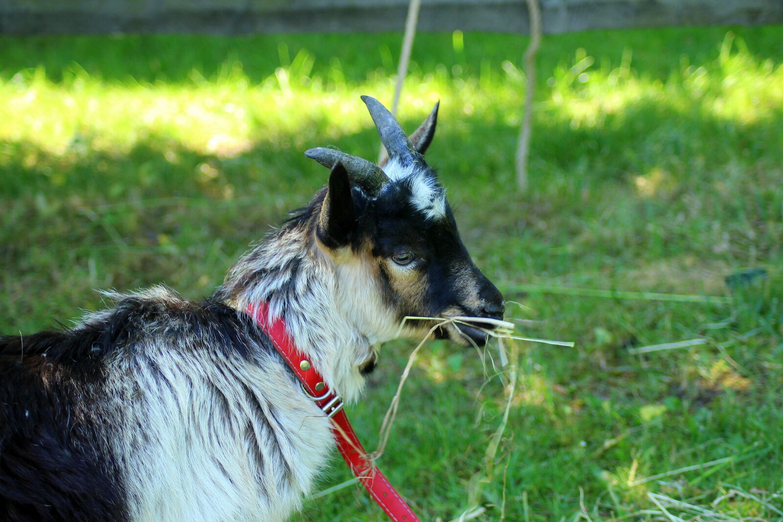 Canon EOS 1200D (EOS Rebel T5 / EOS Kiss X70 / EOS Hi) sample photo. Goat, pets, animal photography