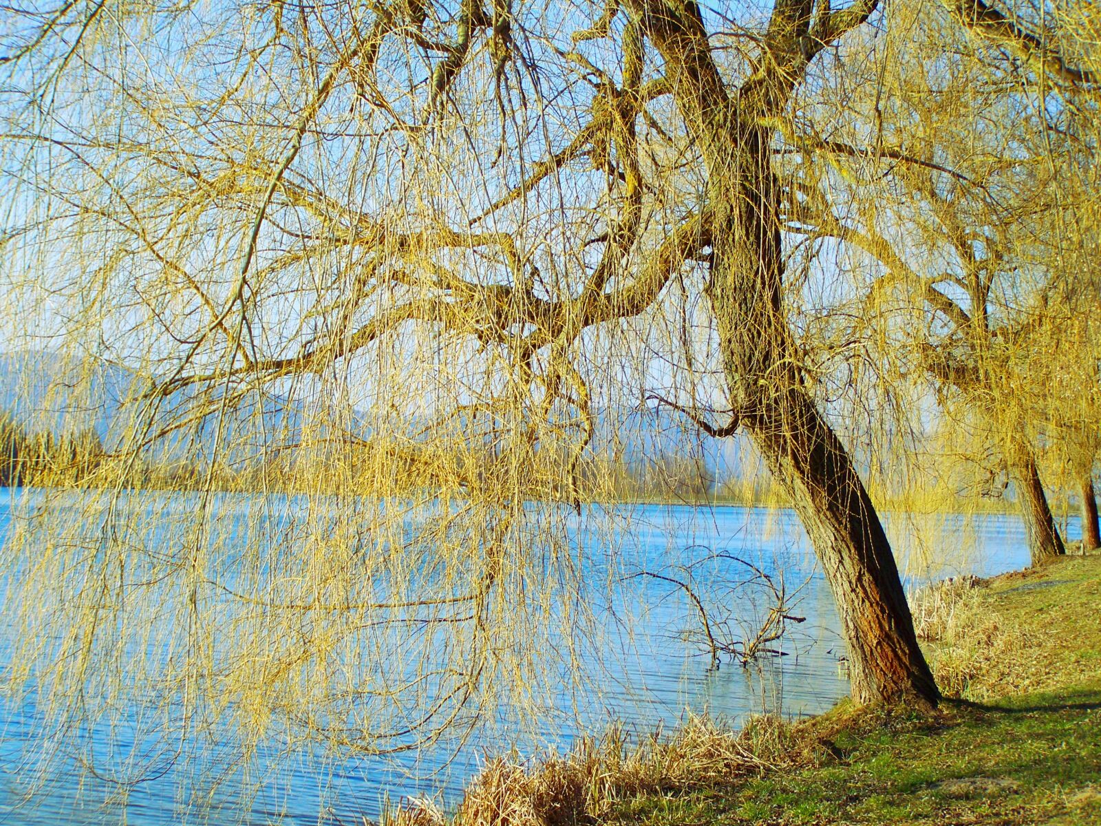 Kodak EASYSHARE ZD710 ZOOM DIGITAL CAMERA sample photo. Willow, lake, landscape photography