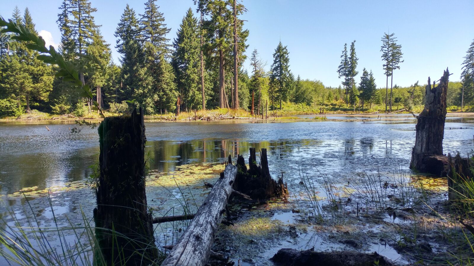 LG G5 sample photo. Swamp, port alberni, trees photography