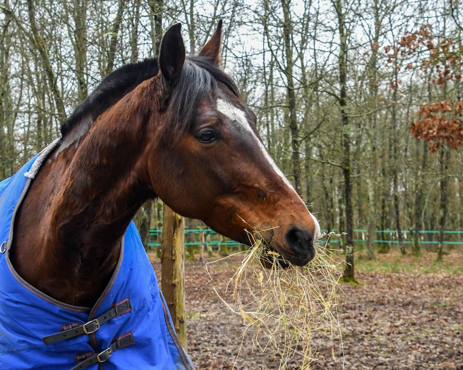 Nikon D500 sample photo. Cavalry, animal, horse, outdoor photography
