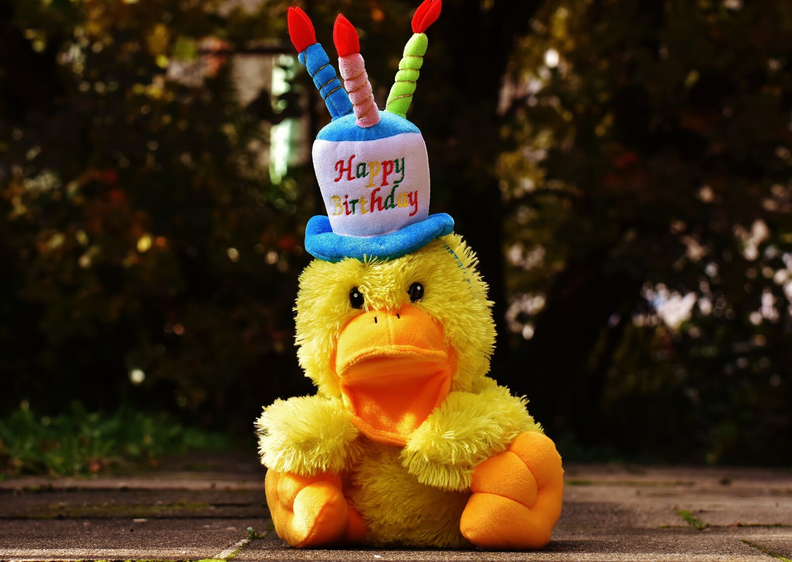 Nikon D7200 sample photo. Birthday, congratulations, duck photography