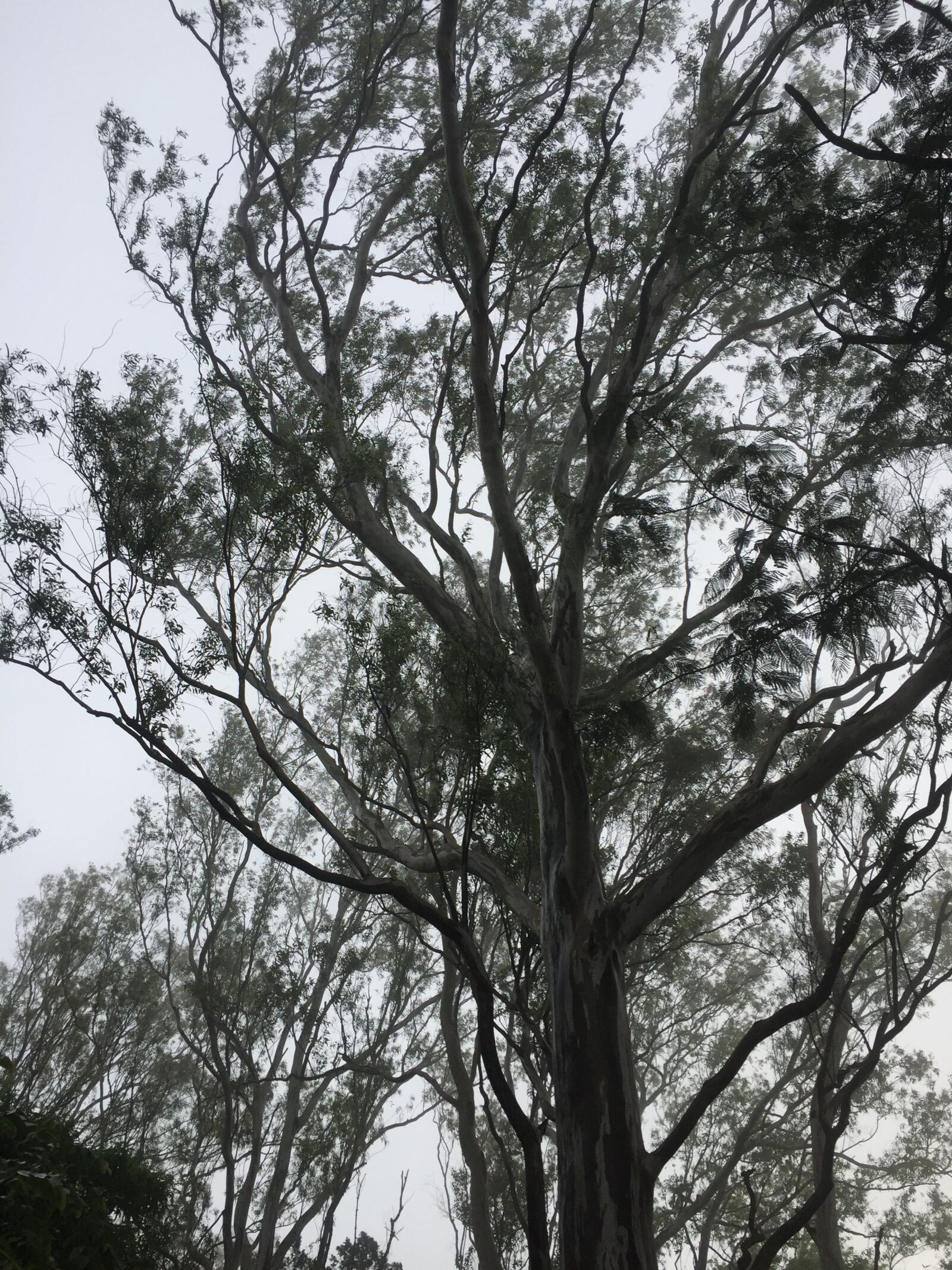 iPhone 6 back camera 4.15mm f/2.2 sample photo. Tree, forest, nature photography