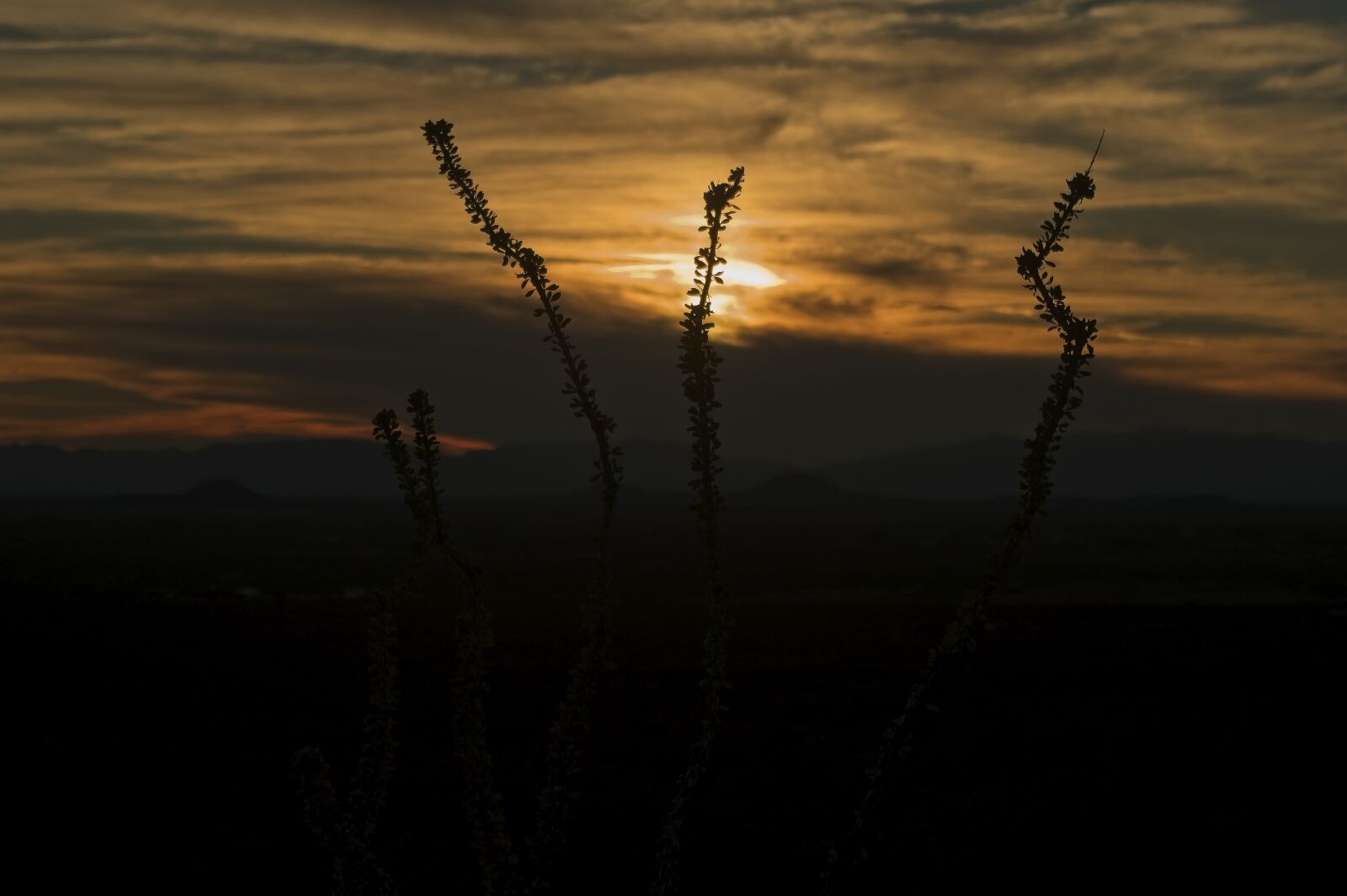 Pentax K-3 II sample photo. Ocotillo at sunset, sunset photography